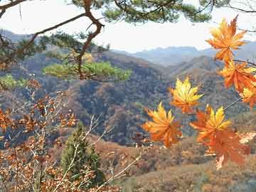 香气四溢的炸酱面秘方，轻松学会经典家常味